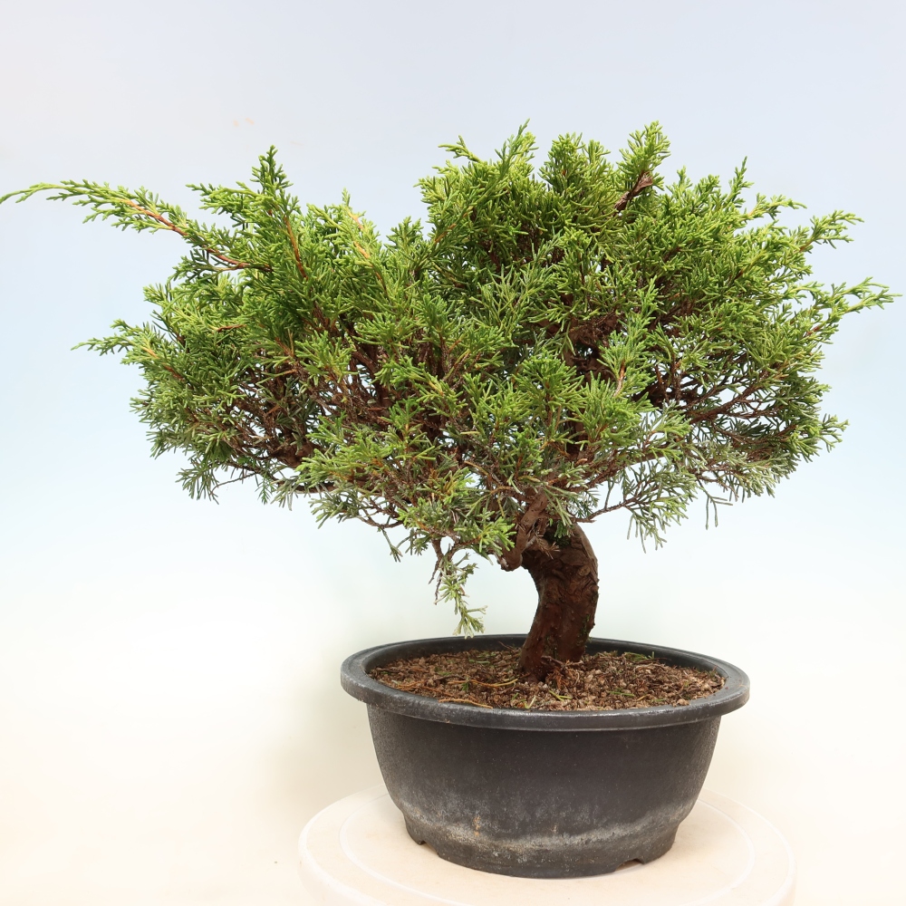 Vonkajší bonsai – Juniperus chinensis Itoigawa – čínsky jalovec