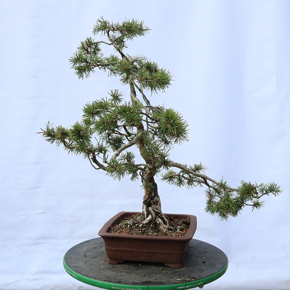 Pinus sylvestris Španielsko – borovica lesná