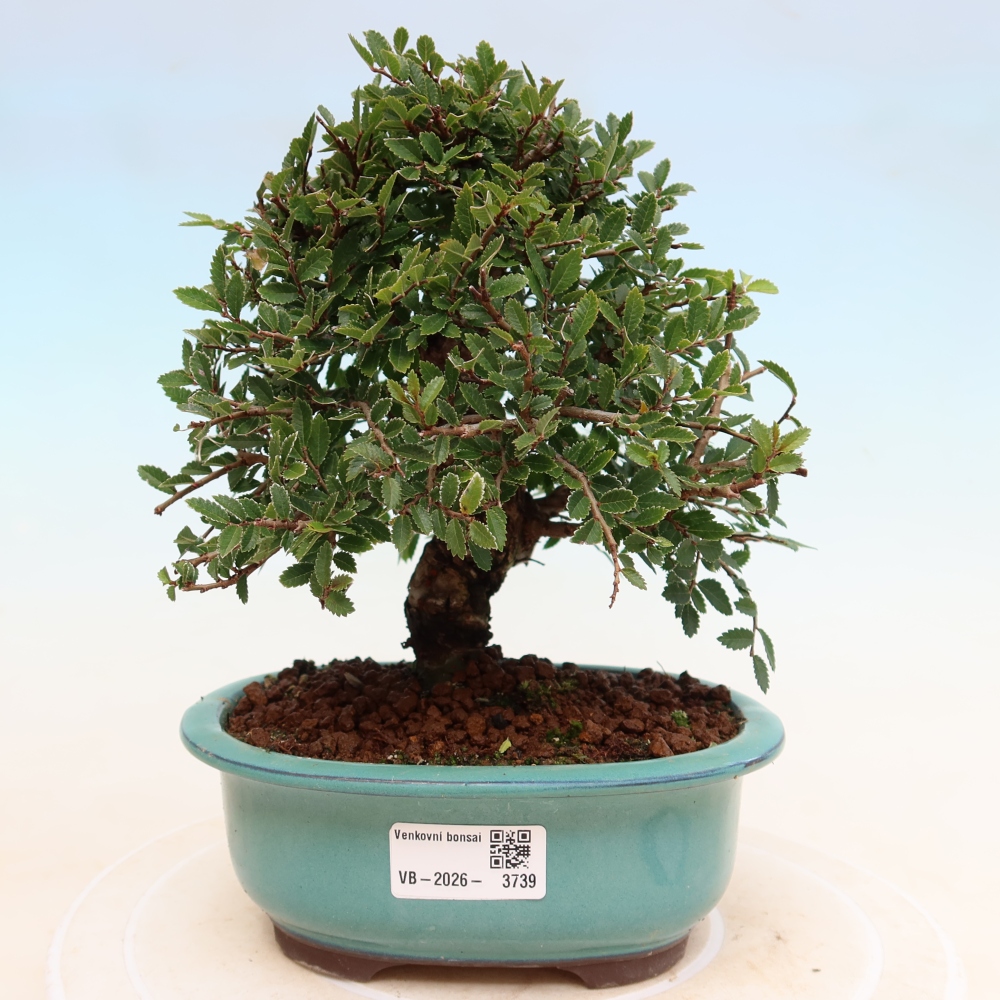 Vonkajšie bonsaje - Zelkova - Zelkova NIRE