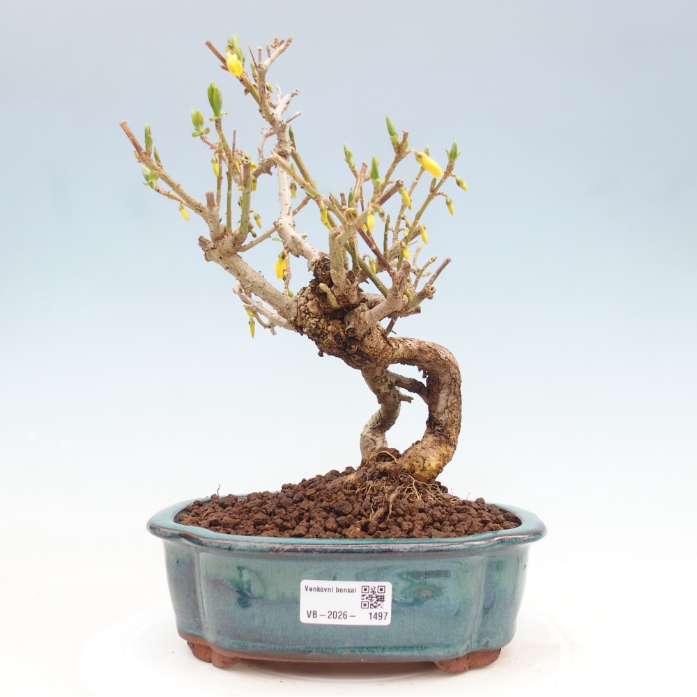 Vonkajšie bonsaje - Zlatice - Forsythia koreana