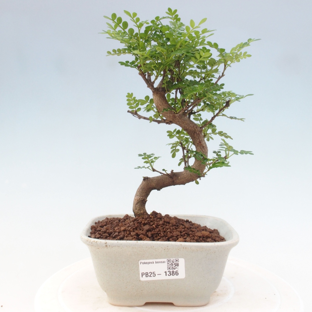 Izbová bonsai - Zantoxylum piperitum - piepor