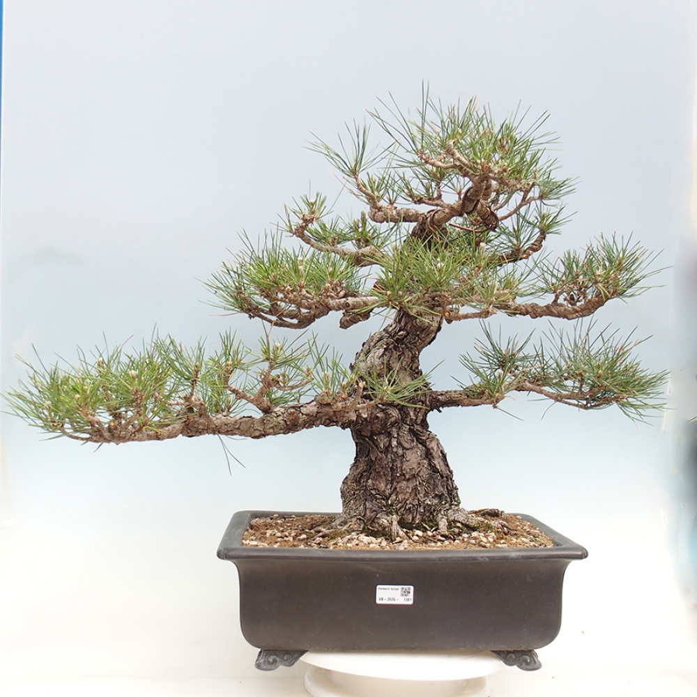 Vonkajšie bonsaje - Pinus thunbergii - borovica Thunbergova