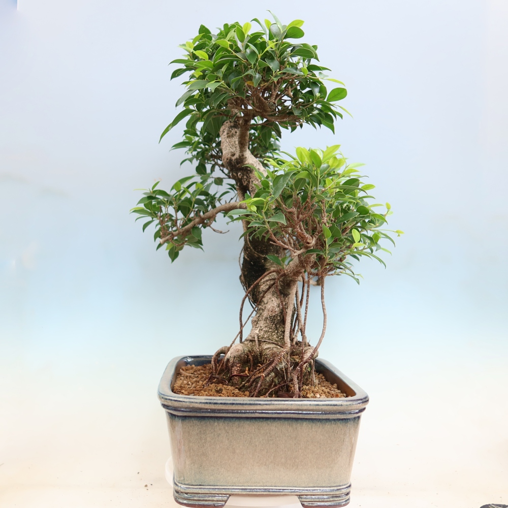 Izbové bonsaje - Ficus kimmen - drobnolistý fikus