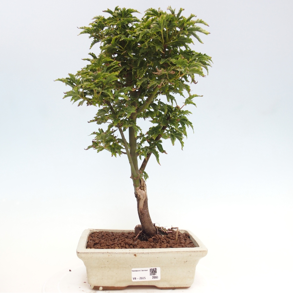 Vonkajší bonsai -Javor dlanitolistý Acer palmatum Shishigashira