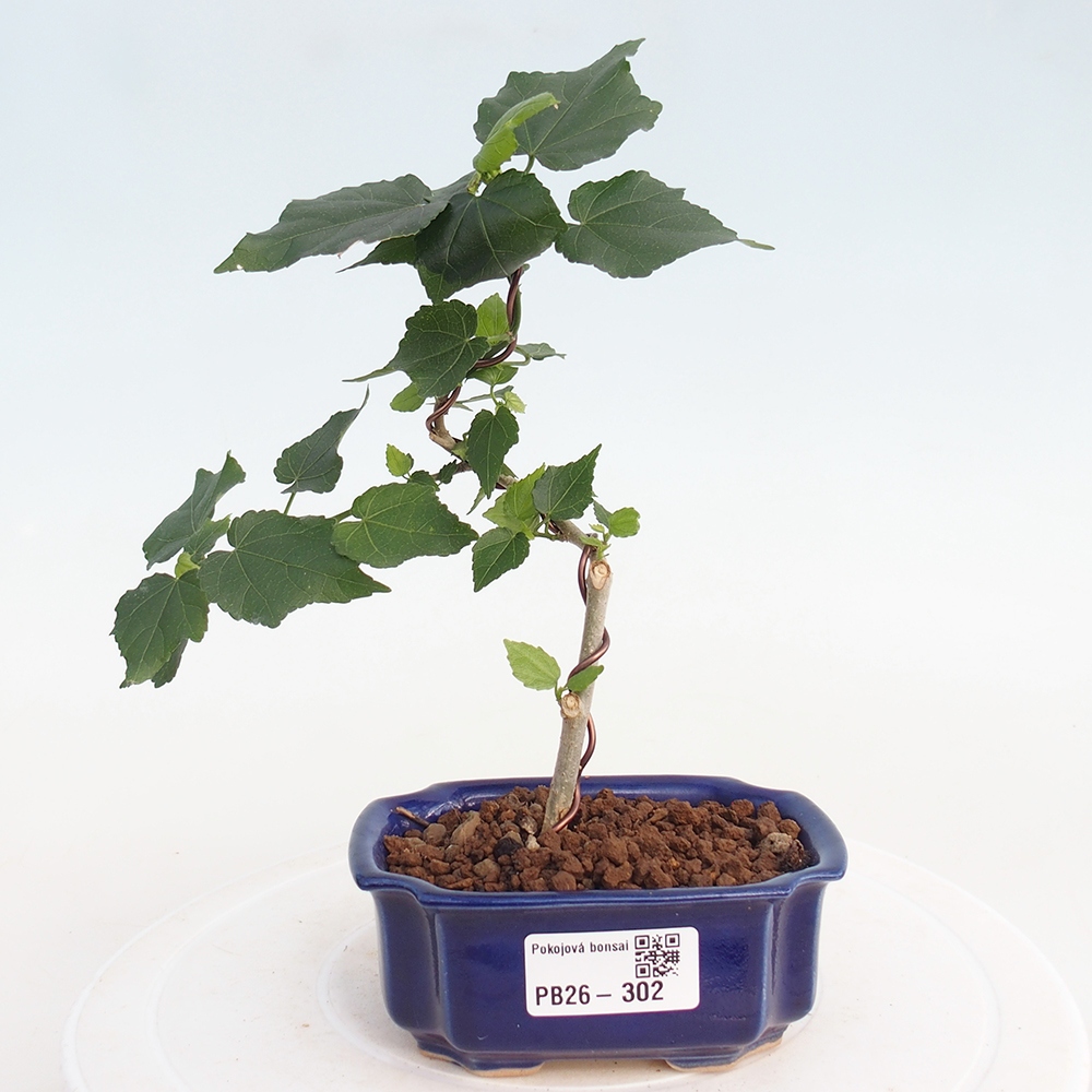 Izbový bonsaj - Malvaviscus arboreus
