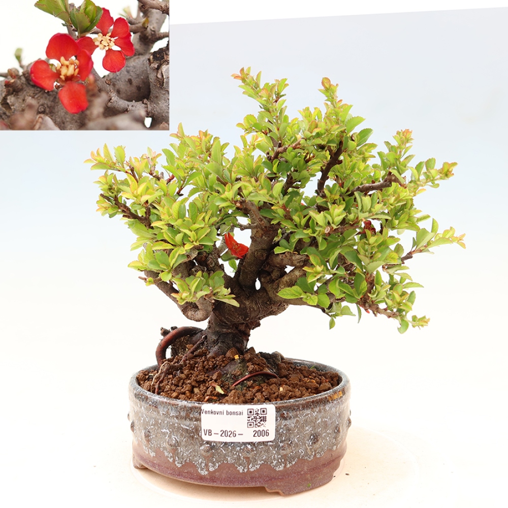 Vonkajší bonsaj - Chaneomeles speciosa Chojubai