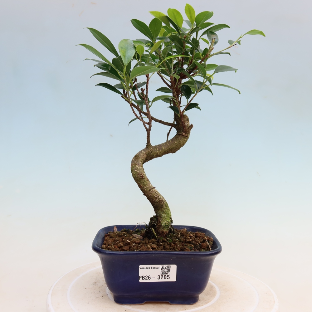 Izbové bonsaje - Ficus kimmen - drobnolistý fikus