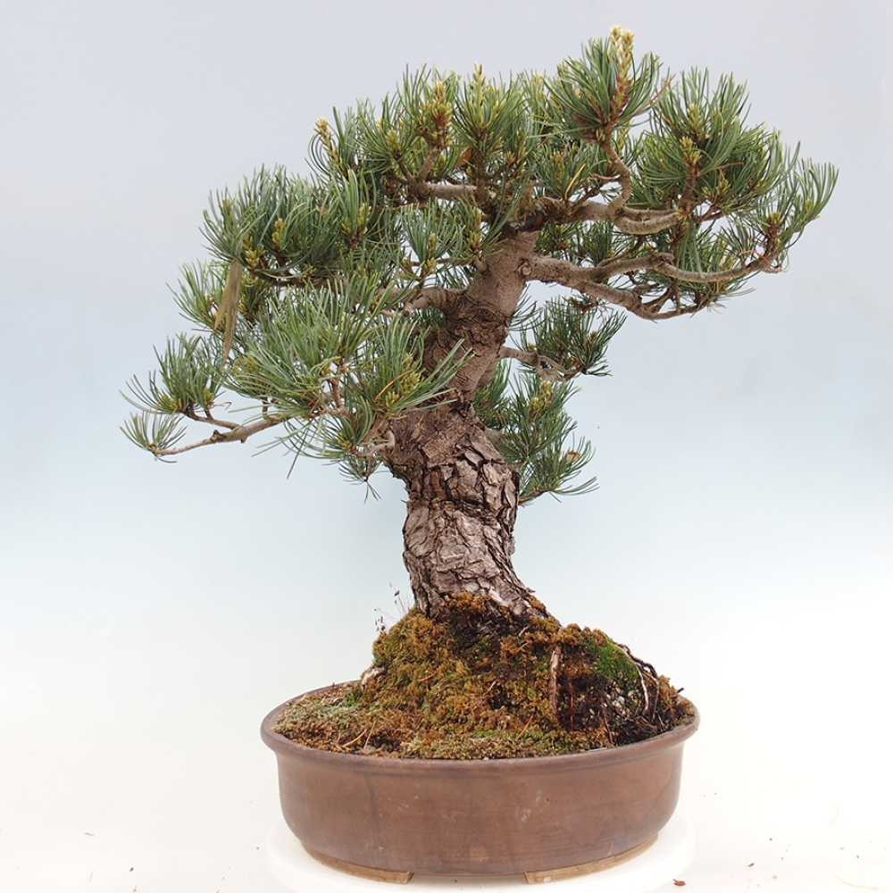Vonkajšie bonsaje - Pinus parviflora - Pinus parviflora