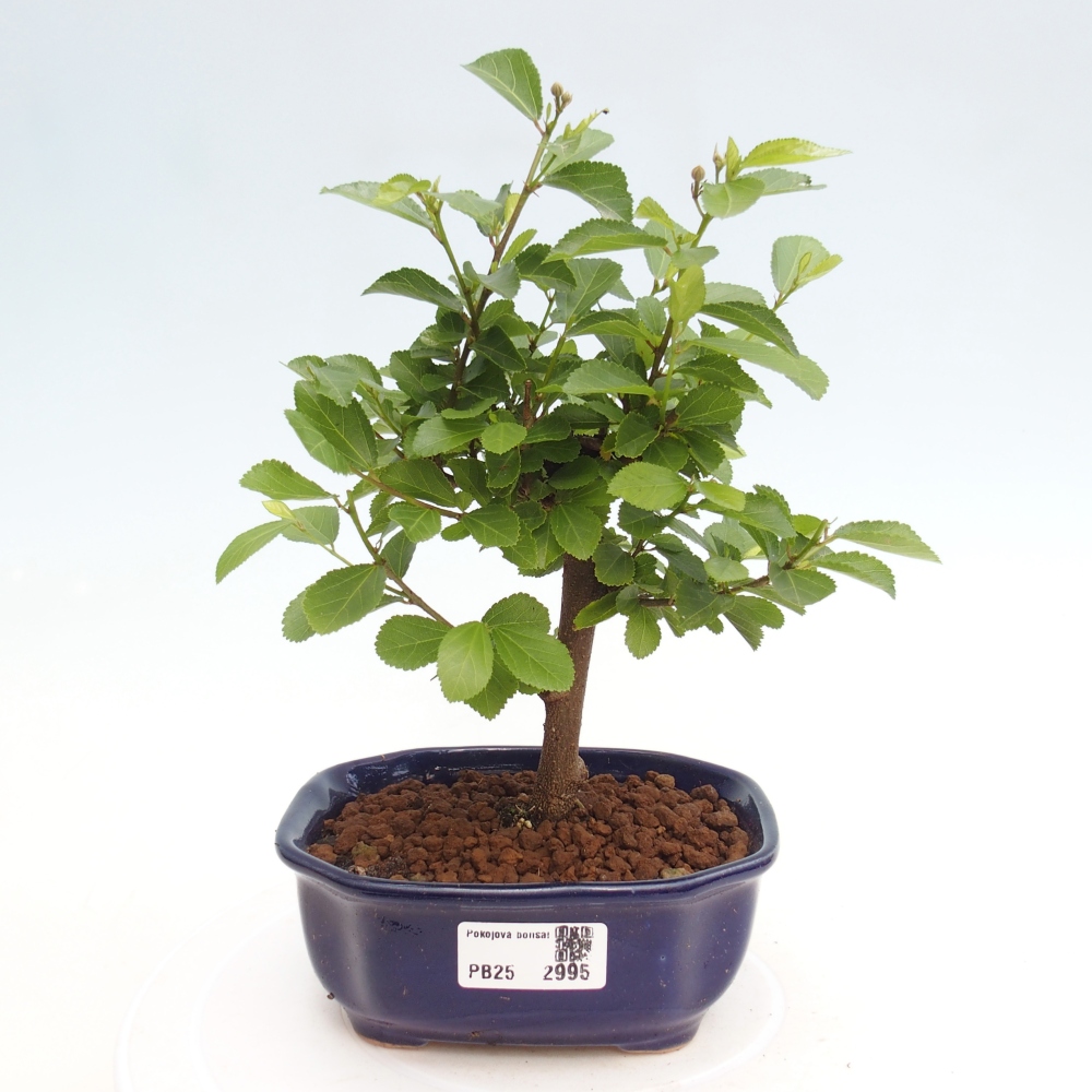 Izbová bonsai - Grewia occidentalis - Hviezdica levanduľová