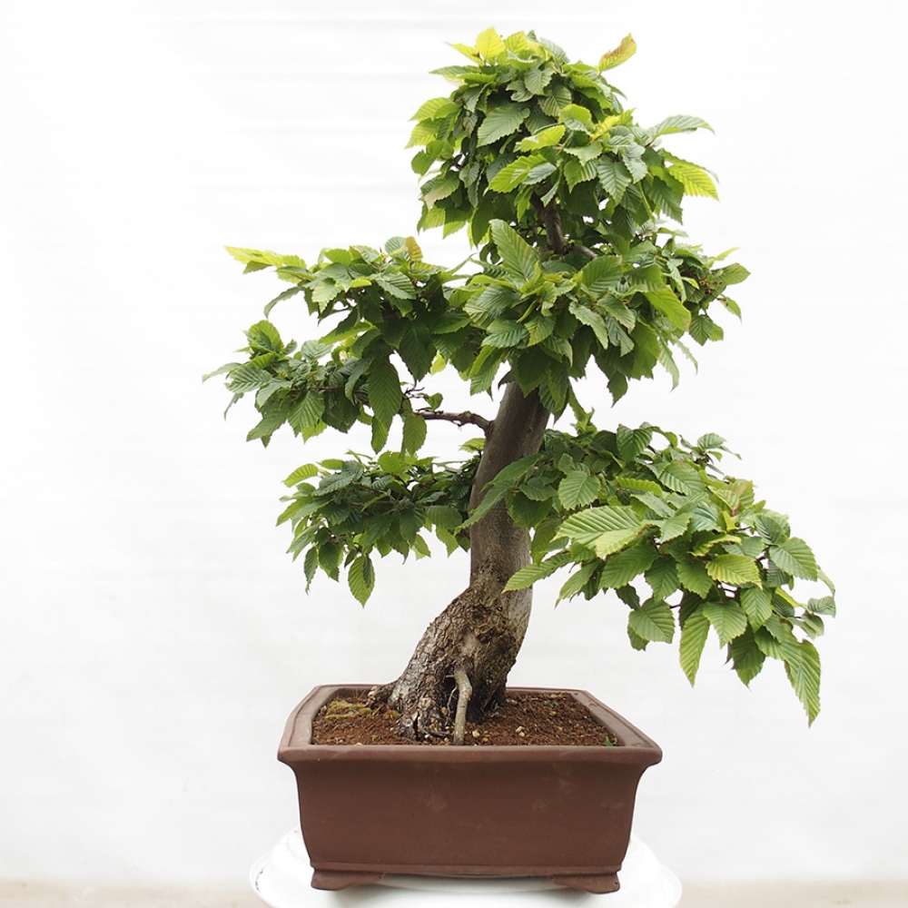 Vonkajší bonsai - Hrab obyčajný - Carpinus betulus