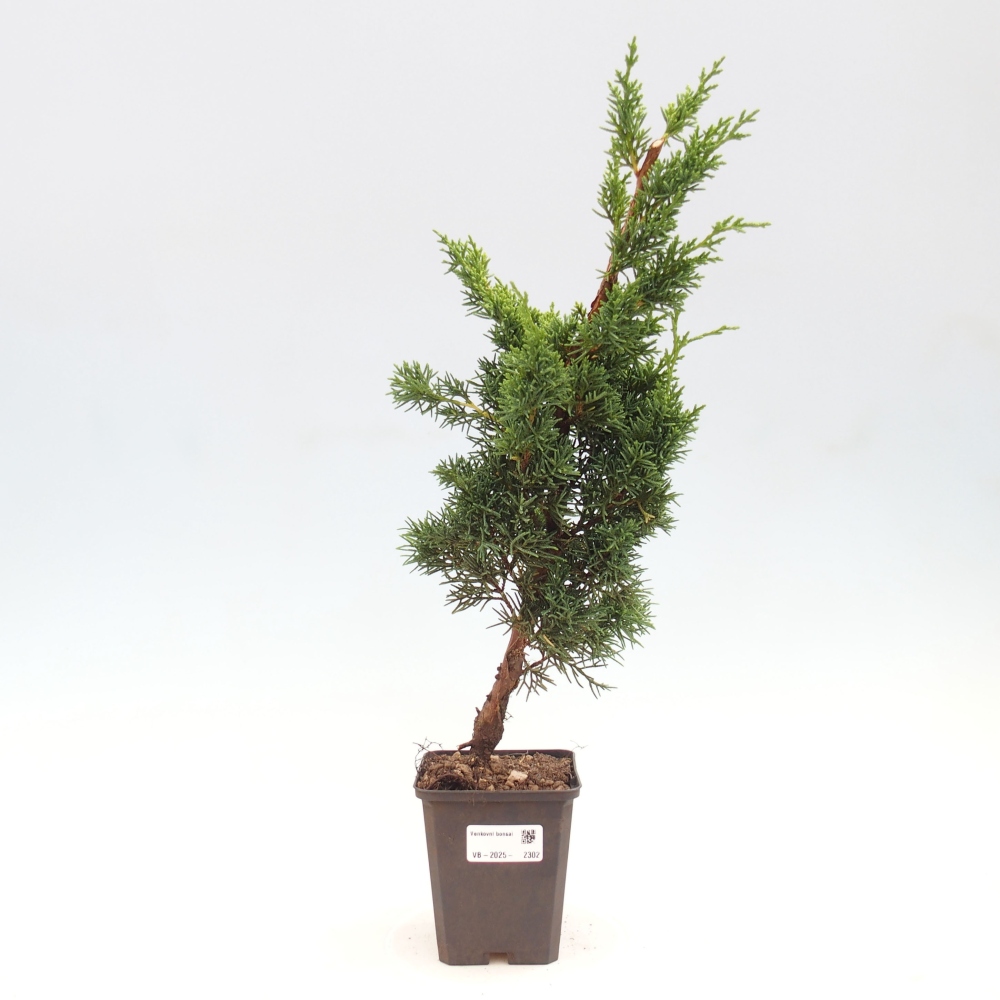 Vonkajšie bonsai - Juniperus chinensis Kishu -Jalovec čínsky