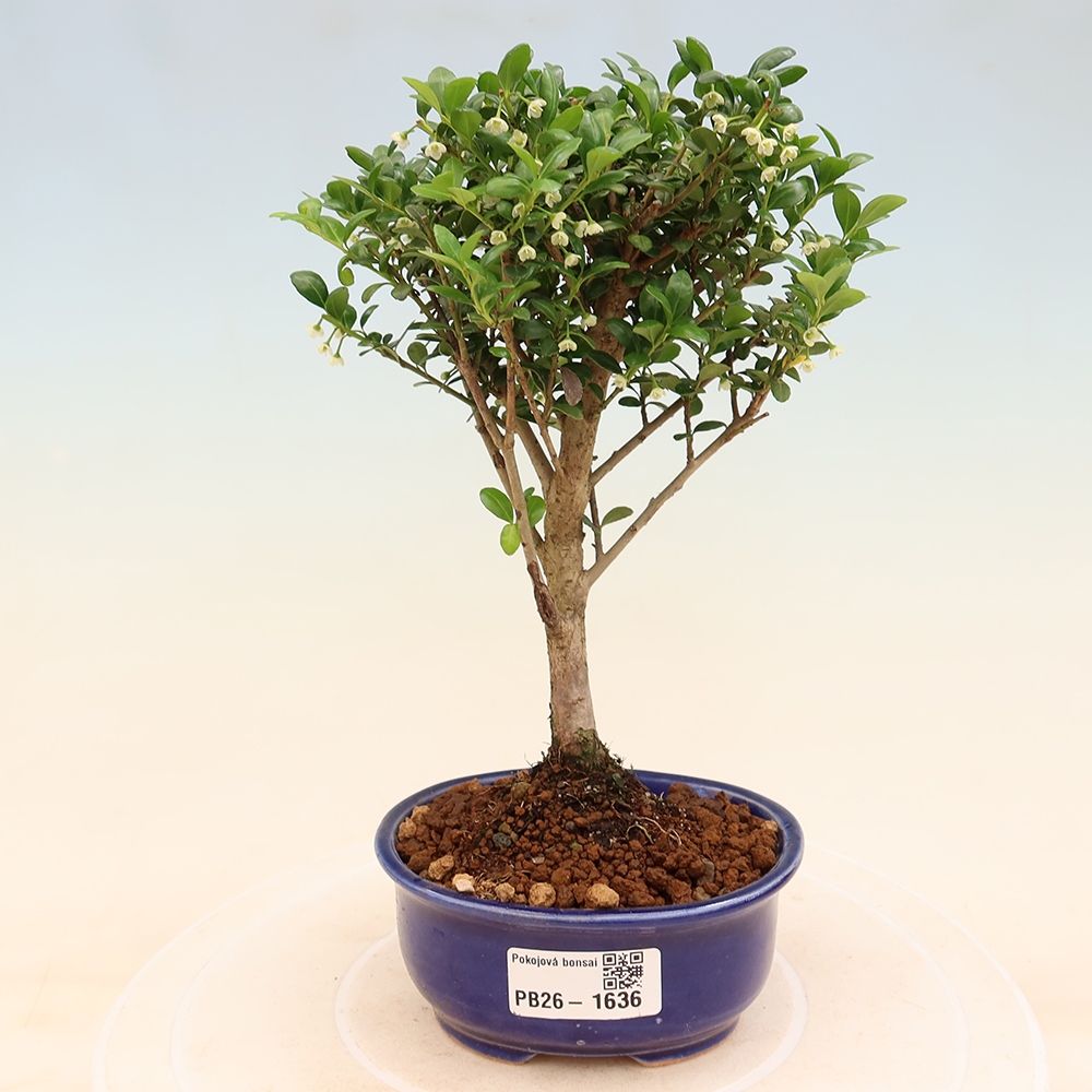 Izbový bonsaj - Ilex crenata - Cesmína