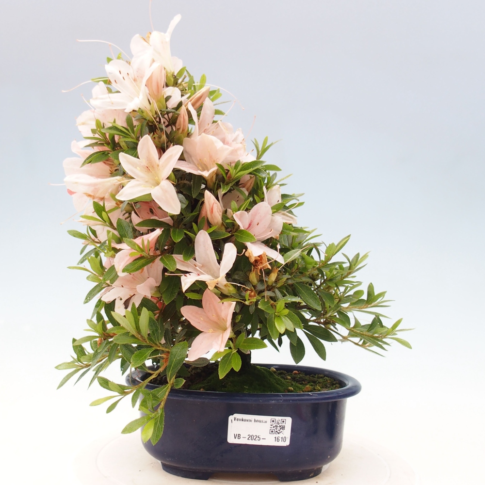 Vonkajší bonsai - Japonská azalka -  Azalea Nikko