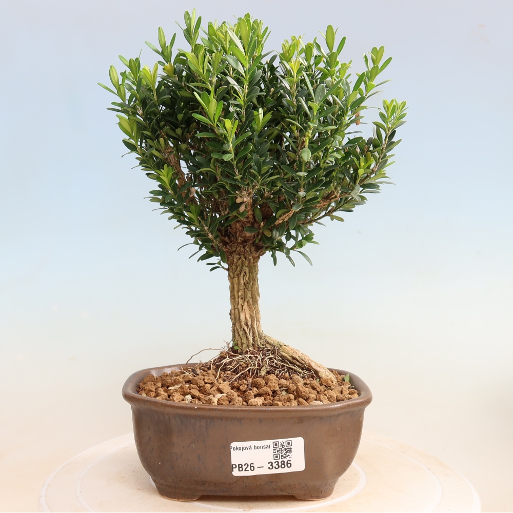 Izbové bonsaje - Buxus harlandii - korkový buxus