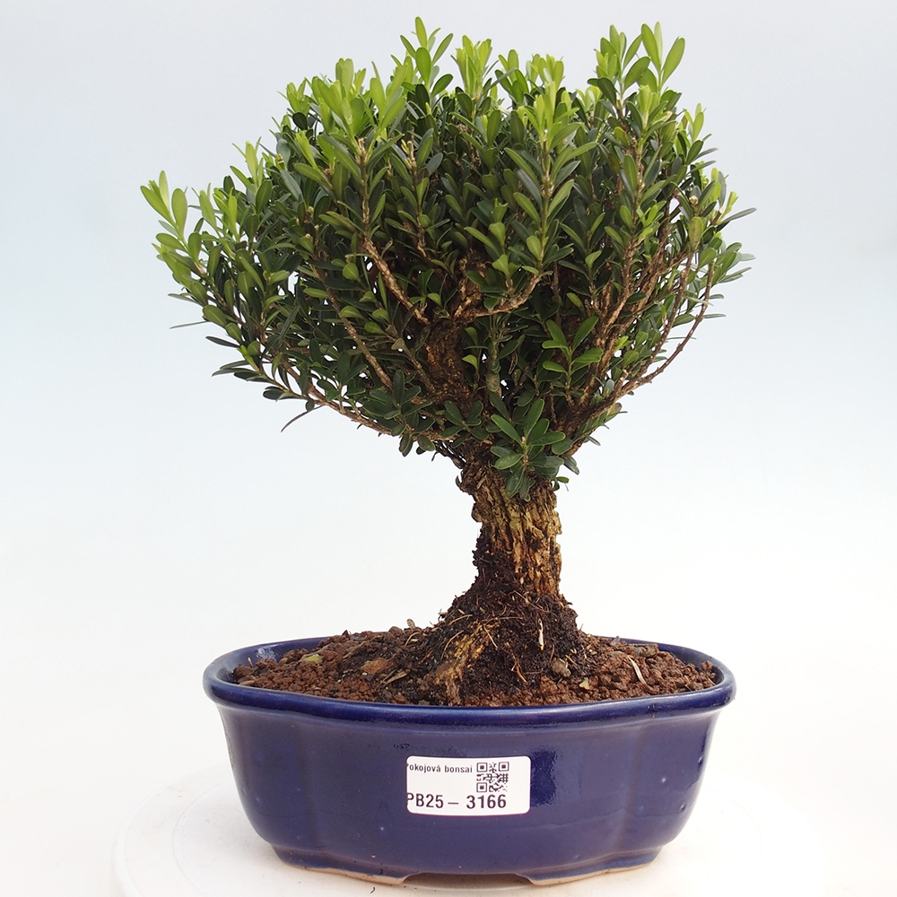 Izbová bonsai - Buxus harlandii - korkový buxus