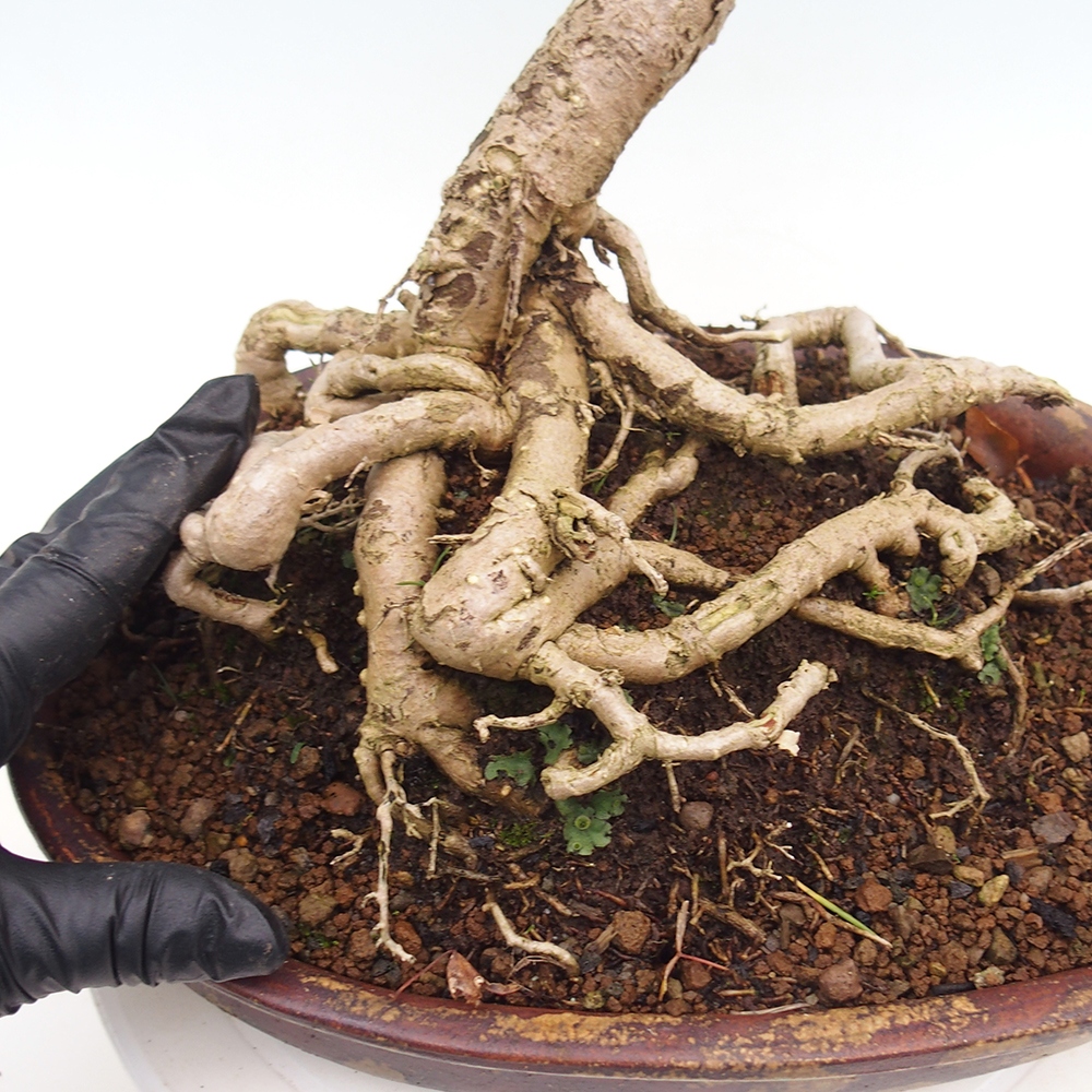Vonkajšie bonsai - Ginko dvojlaločné - Ginkgo biloba