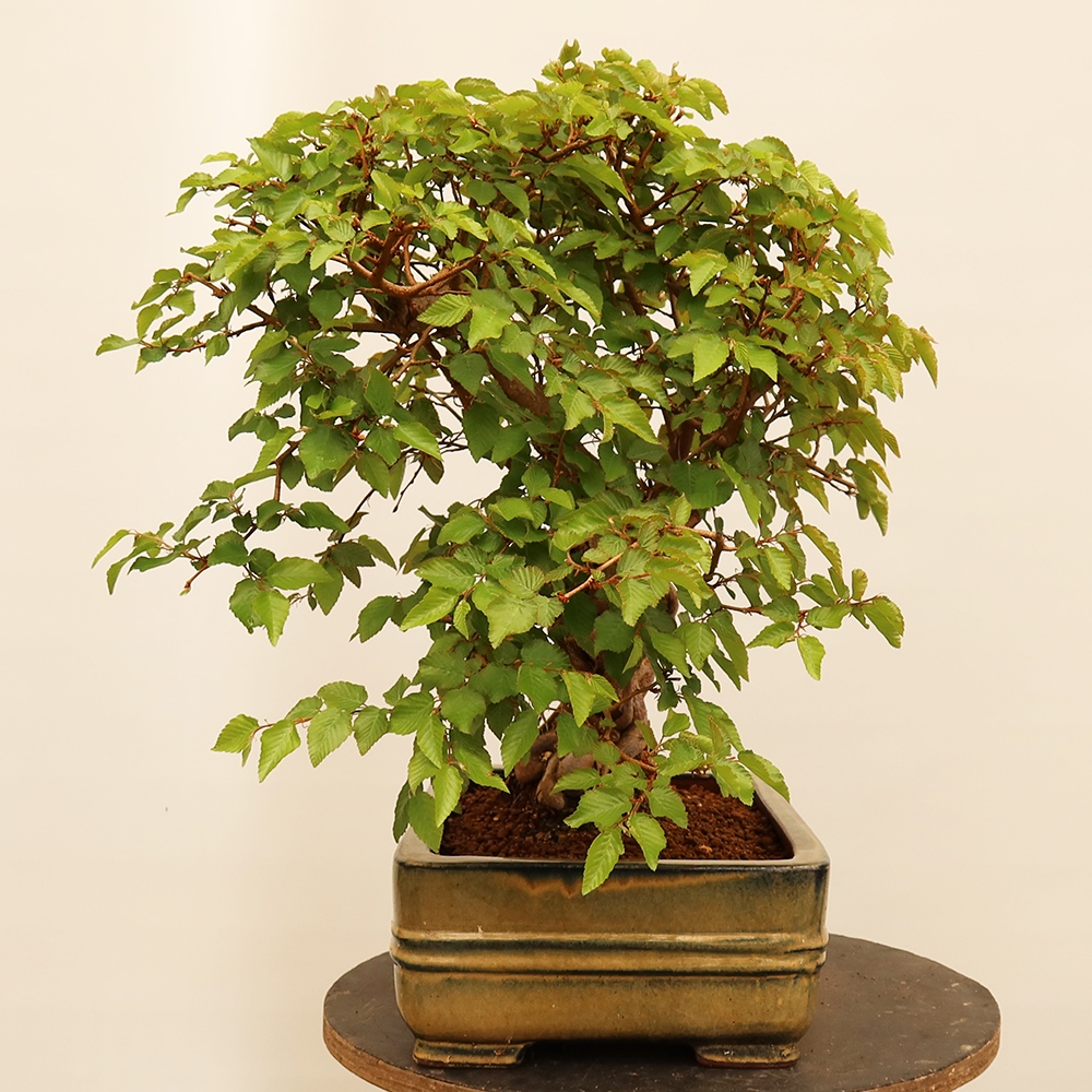 Vonkajší bonsai -Carpinus Coreana - Hrab kórejský