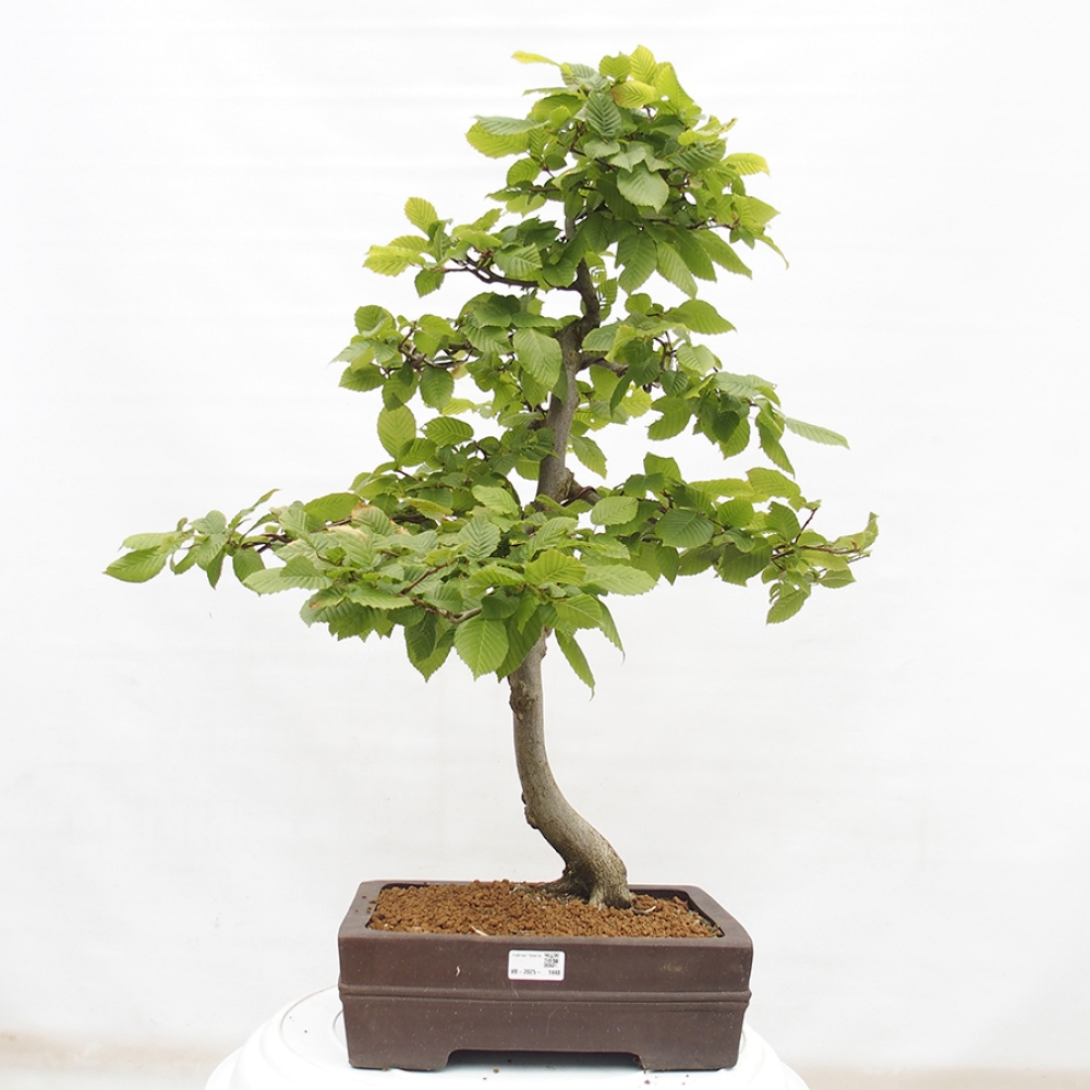 Vonkajší bonsai - Hrab obyčajný - Carpinus betulus