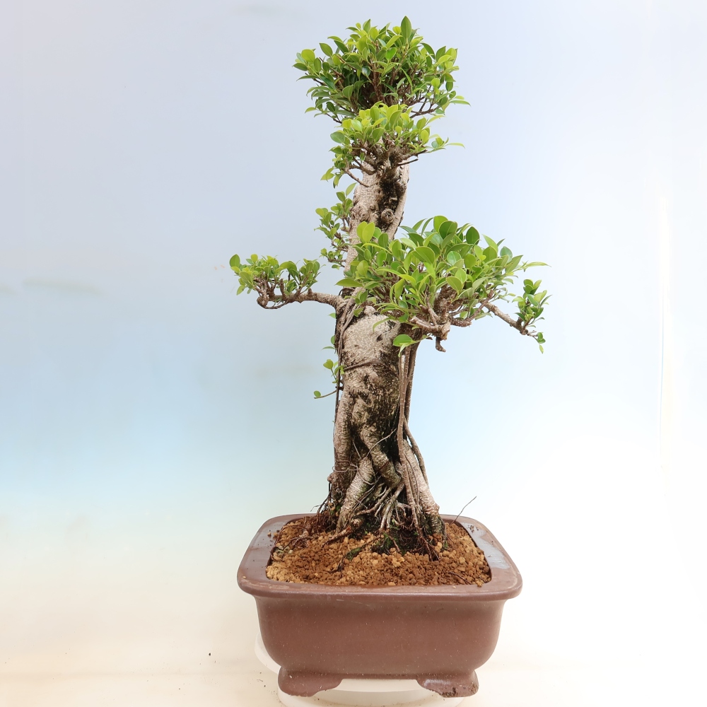 Izbové bonsaje - Ficus kimmen - drobnolistý fikus