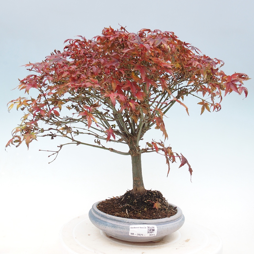 Acer palmatum KIOHIME - Javor palmetový