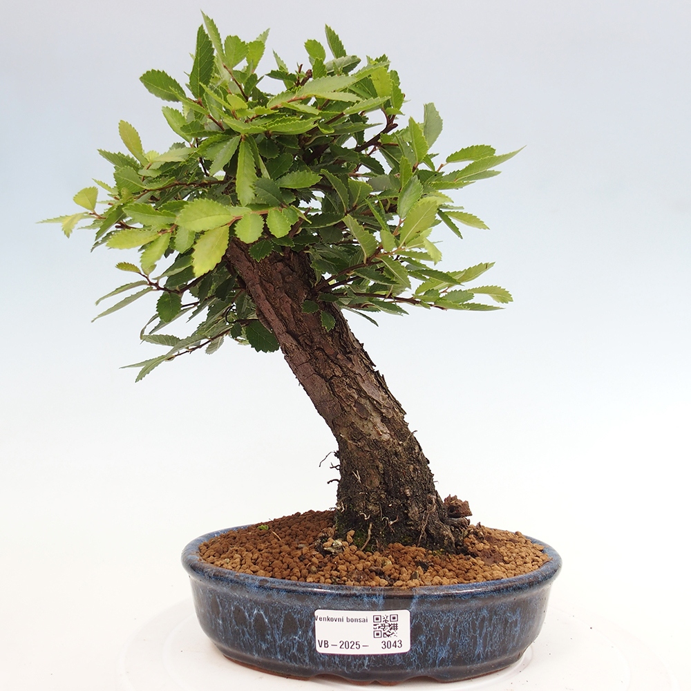 Vonkajšie bonsai - Zelkova - Zelkova Nirom