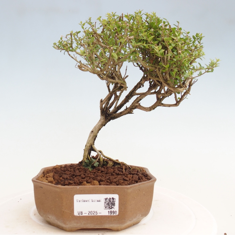 Vonkajší bonsai-Lonicera nitída Twiggy-Zimolez