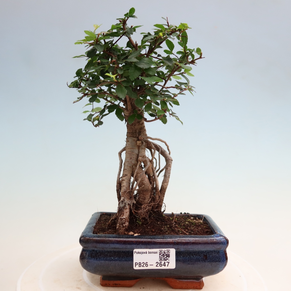 Izbový bonsaj - Ulmus parvifolia - brest malolistý