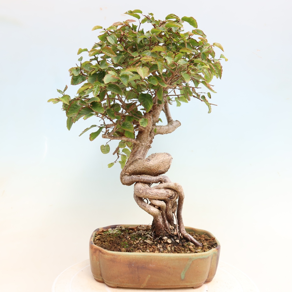 Vonkajšie bonsaje -Carpinus CARPINOIDES - Hrab kórejský