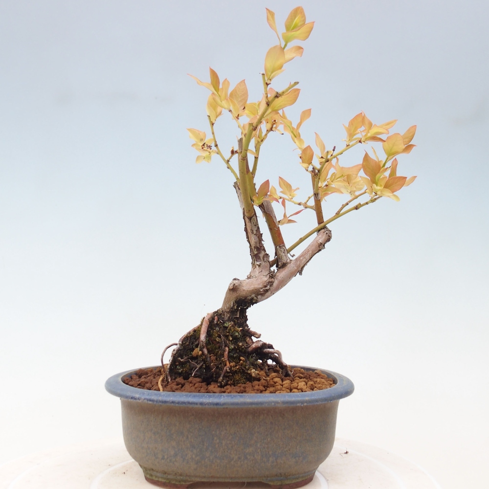 Vonkajšie bonsai - kanadská čučoriedka - Vaccinium corymbosum