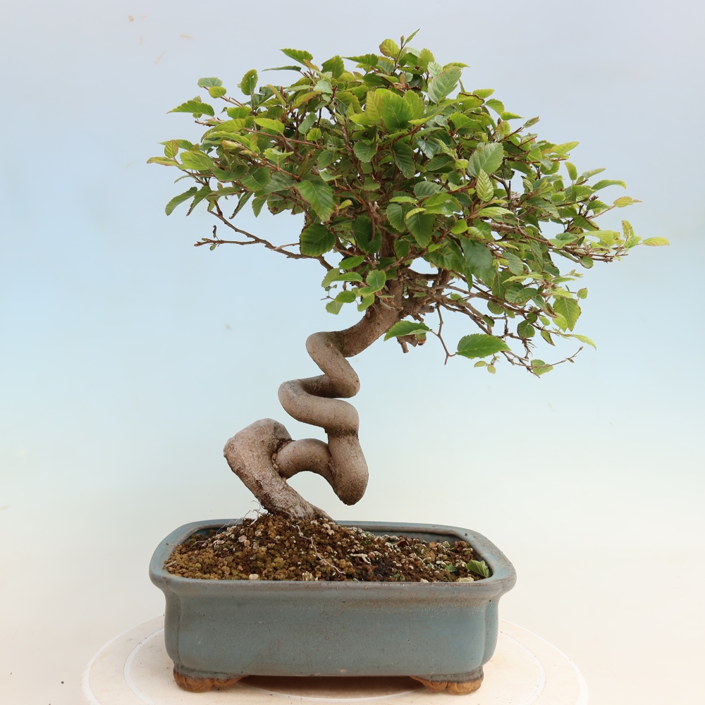Vonkajšie bonsaje -Carpinus CARPINOIDES - Hrab kórejský