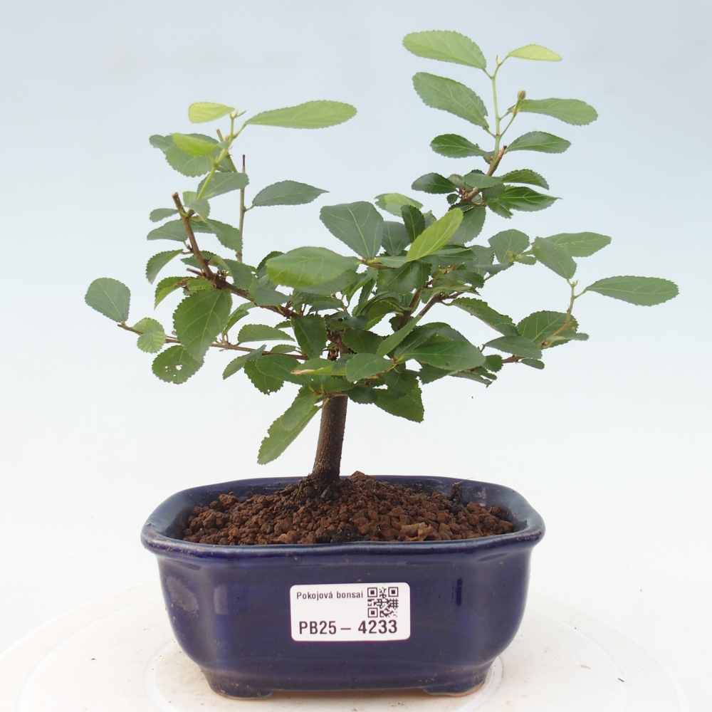 Izbová bonsai - Grewia occidentalis - Hviezdica levanduľová