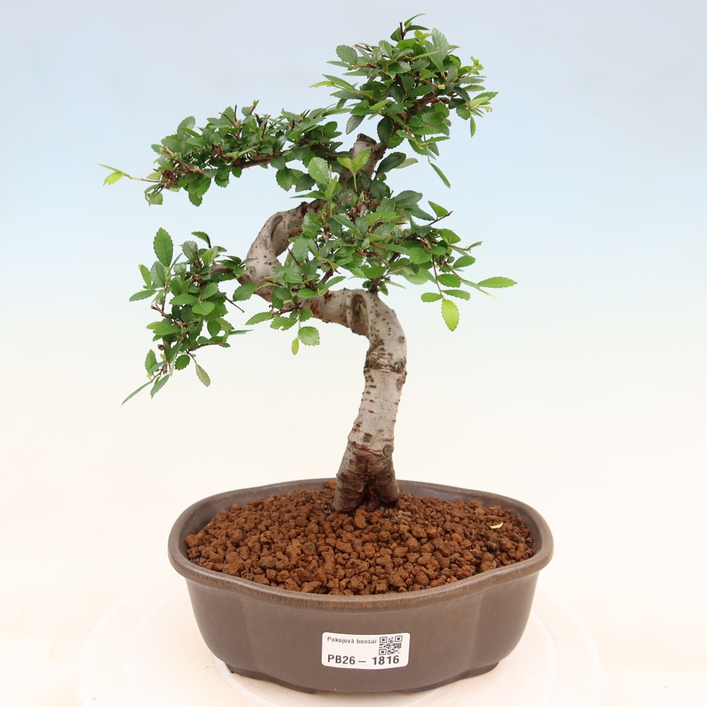 Izbový bonsaj - Ulmus parvifolia - brest malolistý
