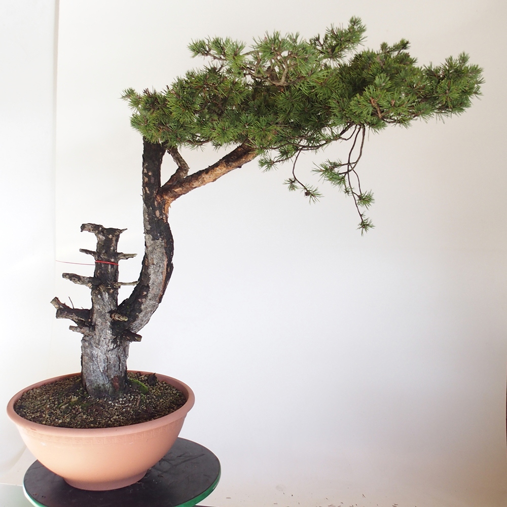 Yamadori - Pinus sylvestris Španielsko