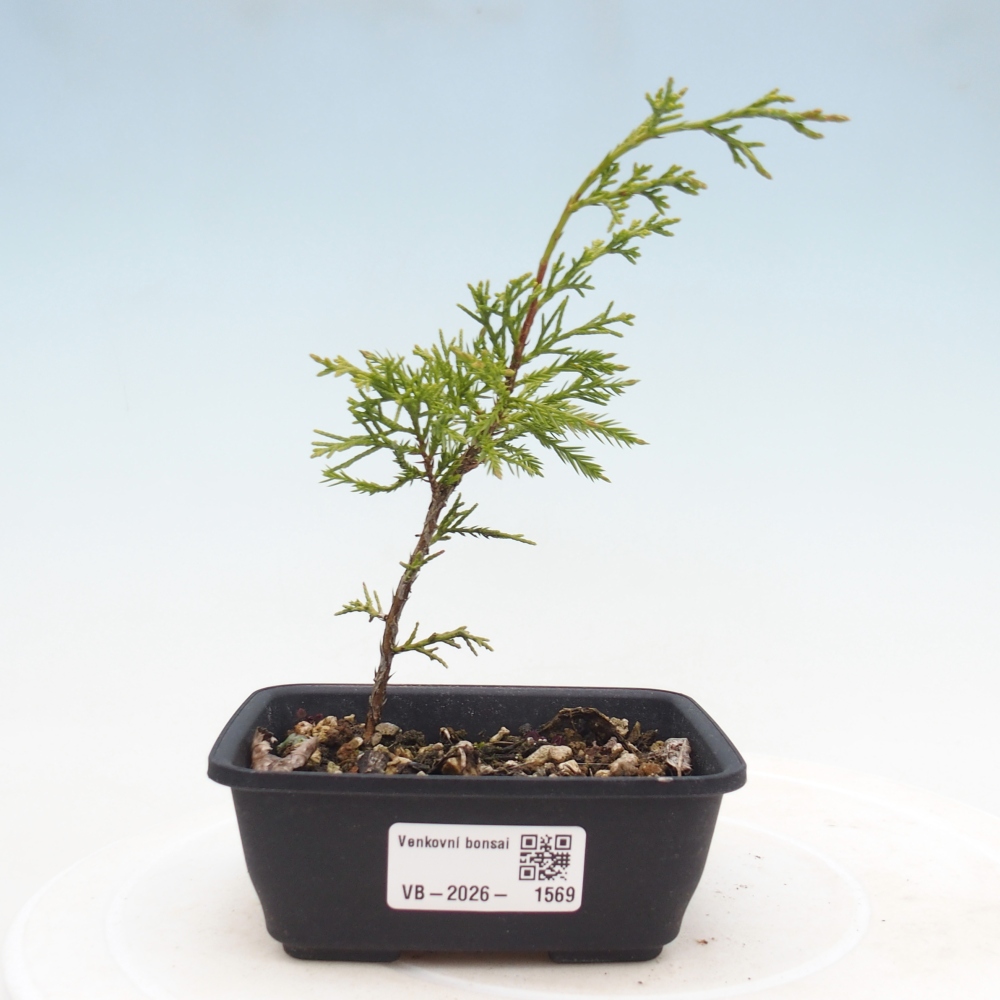 Vonkajší bonsaj - Juniperus chinensis Itoigawa