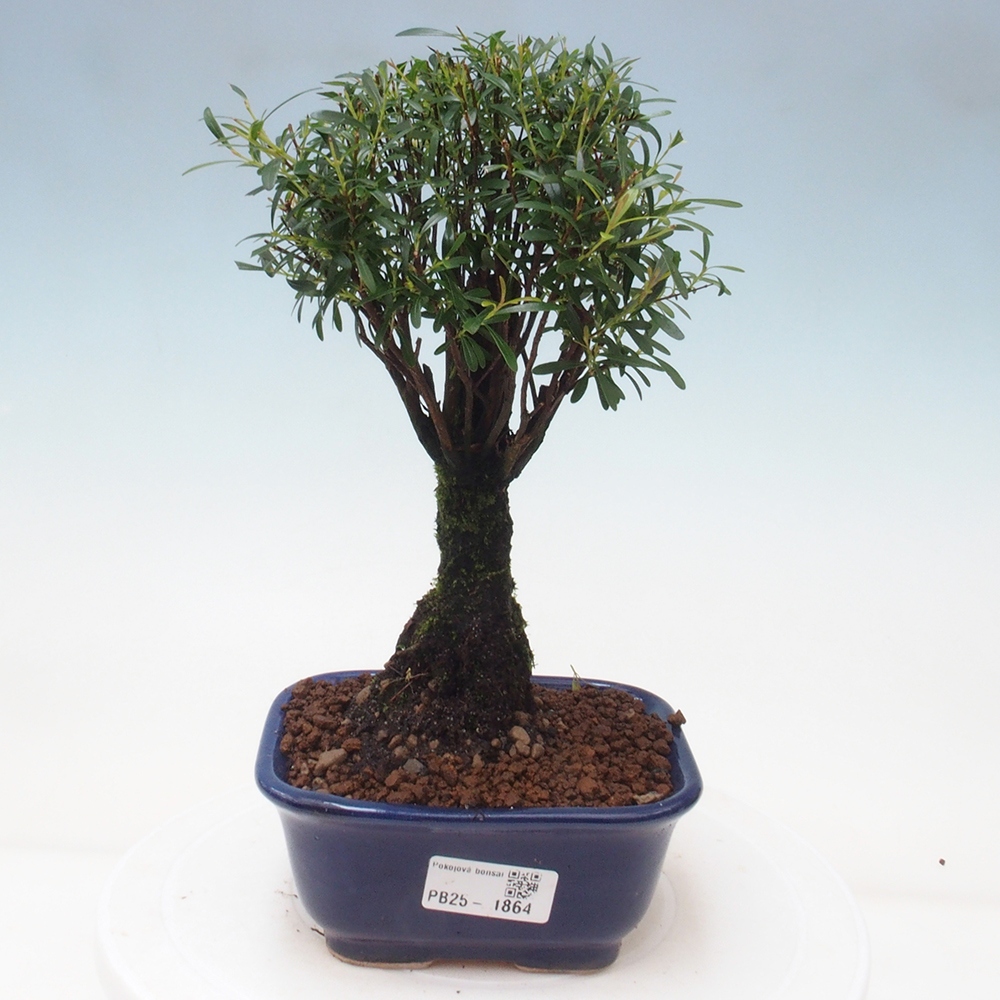Izbová bonsai - Syzygium - pimentovníka