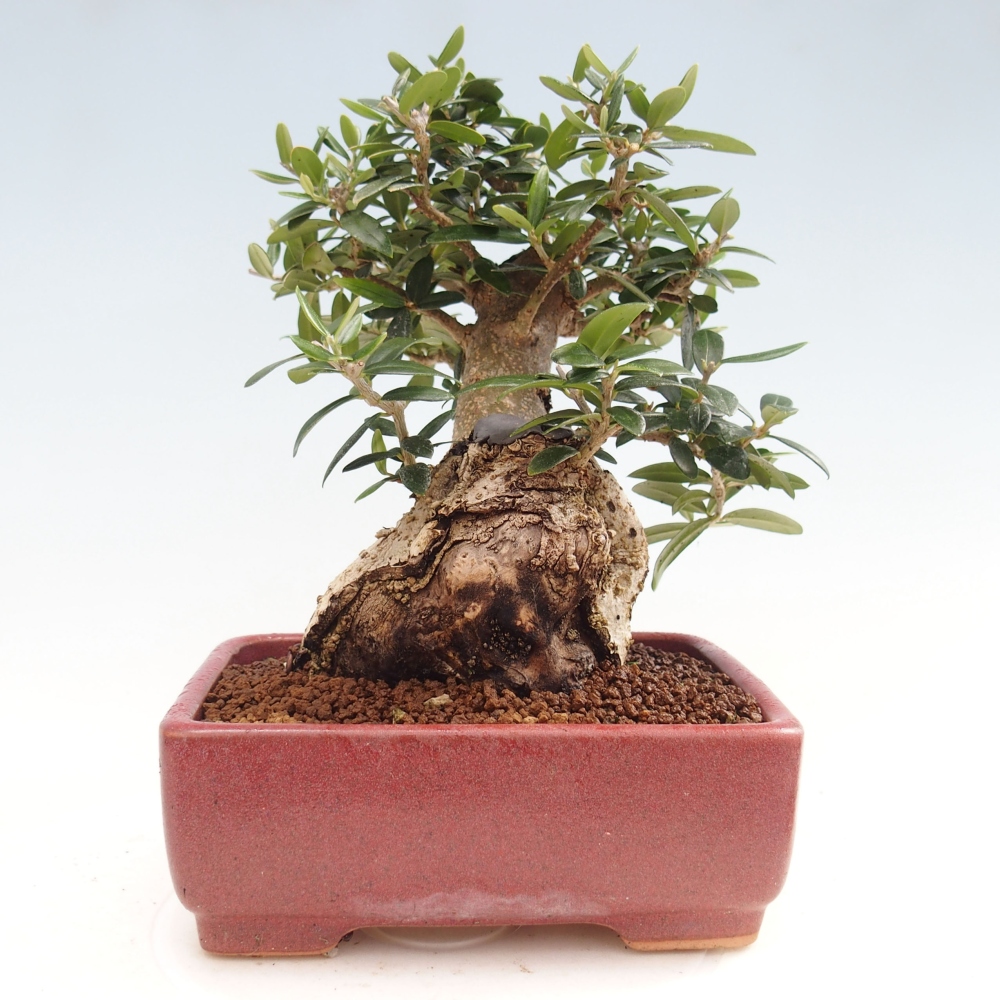 Izbová bonsai - Olea europaea sylvestris -Oliva evropská drobnolistá