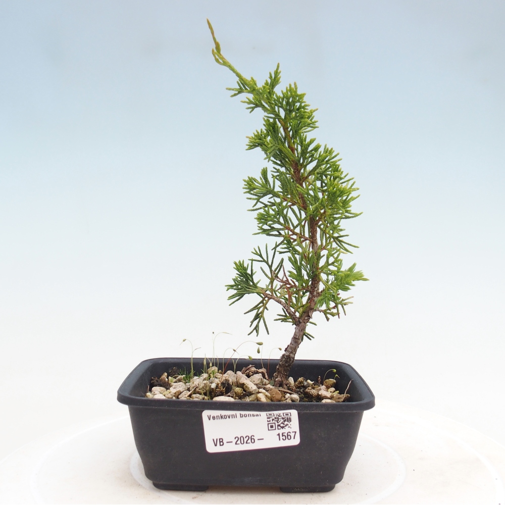 Vonkajší bonsaj - Juniperus chinensis Itoigawa