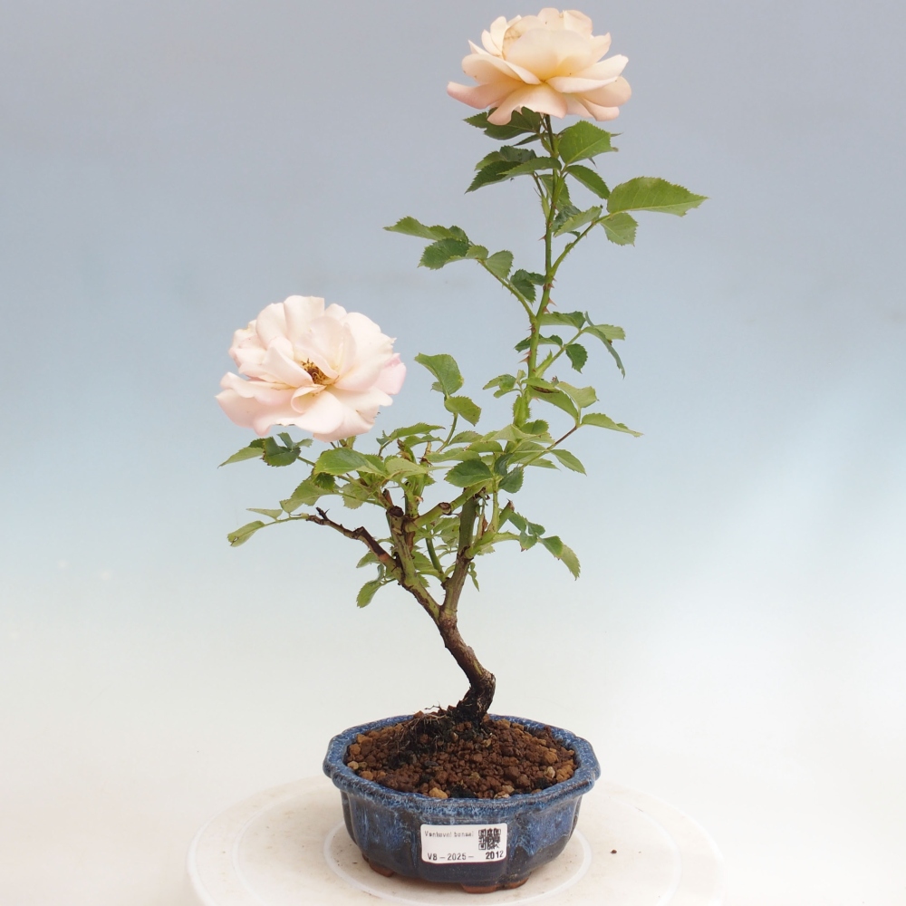 Vonkajší bonsai - Rosa Kordes - ruža
