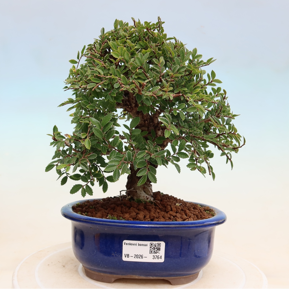 Vonkajšie bonsaje - Zelkova - Zelkova NIRE