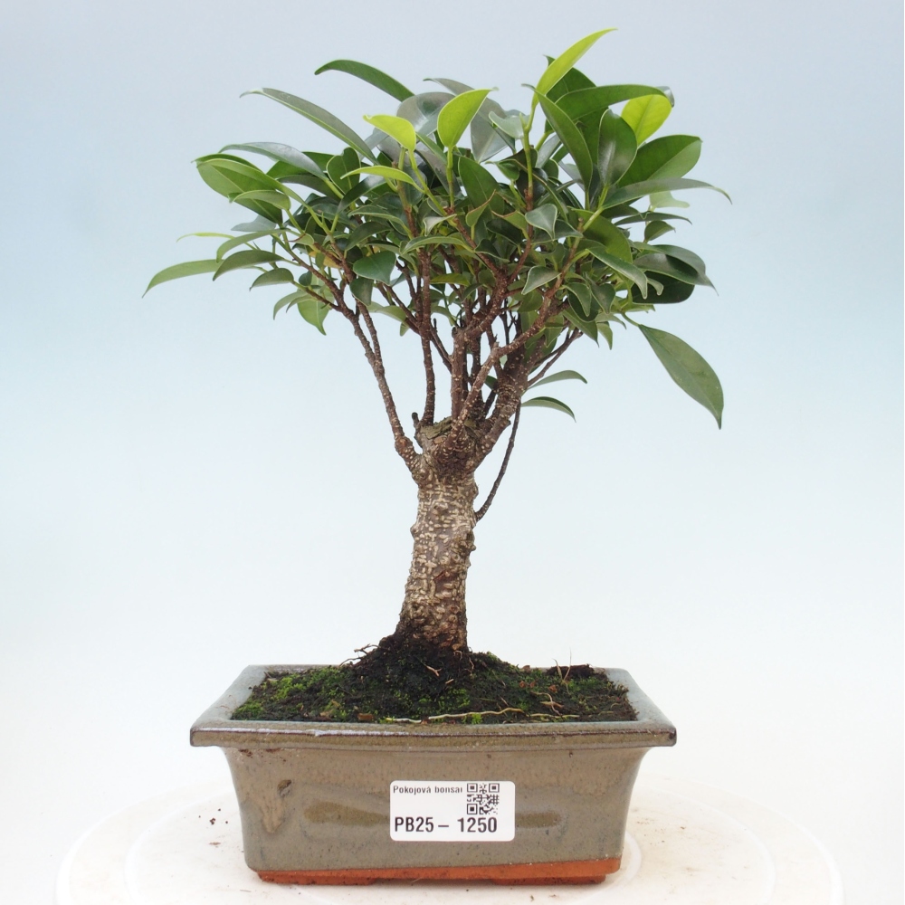 Izbová bonsai - Ficus retusa - malolistý fikus