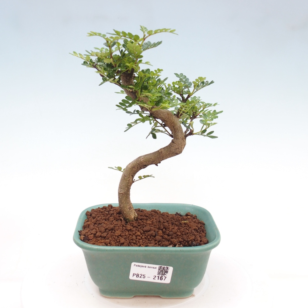 Izbová bonsai -Ligustrum chinensis - Vtáčí zob