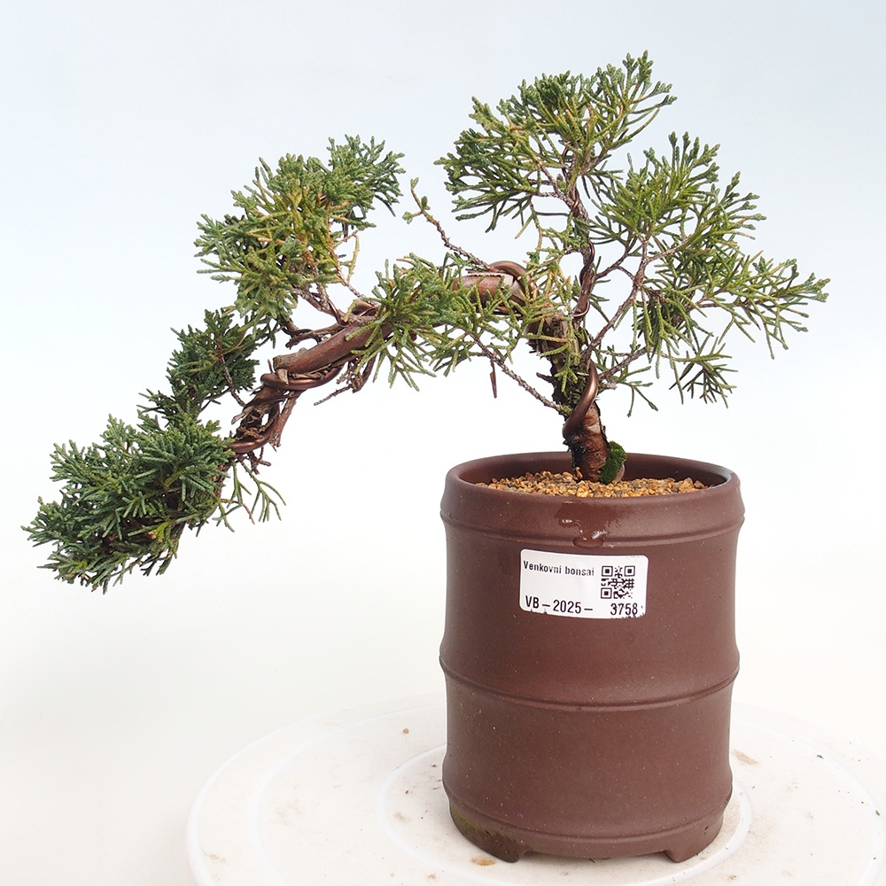Vonkajší bonsaj - Juniperus chinensis Kishu