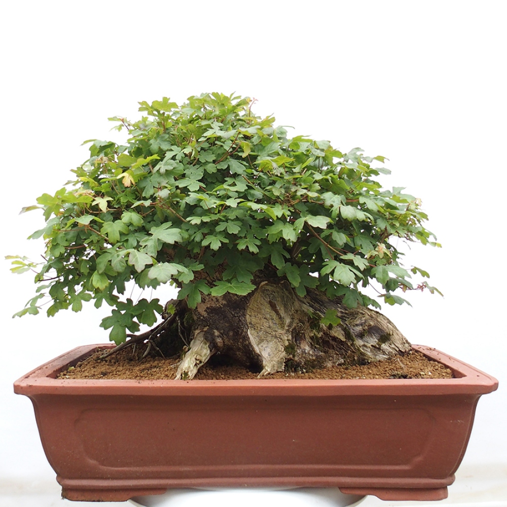 Vonkajší bonsai - Javor Francúzsky - Acer Nonspessulanum