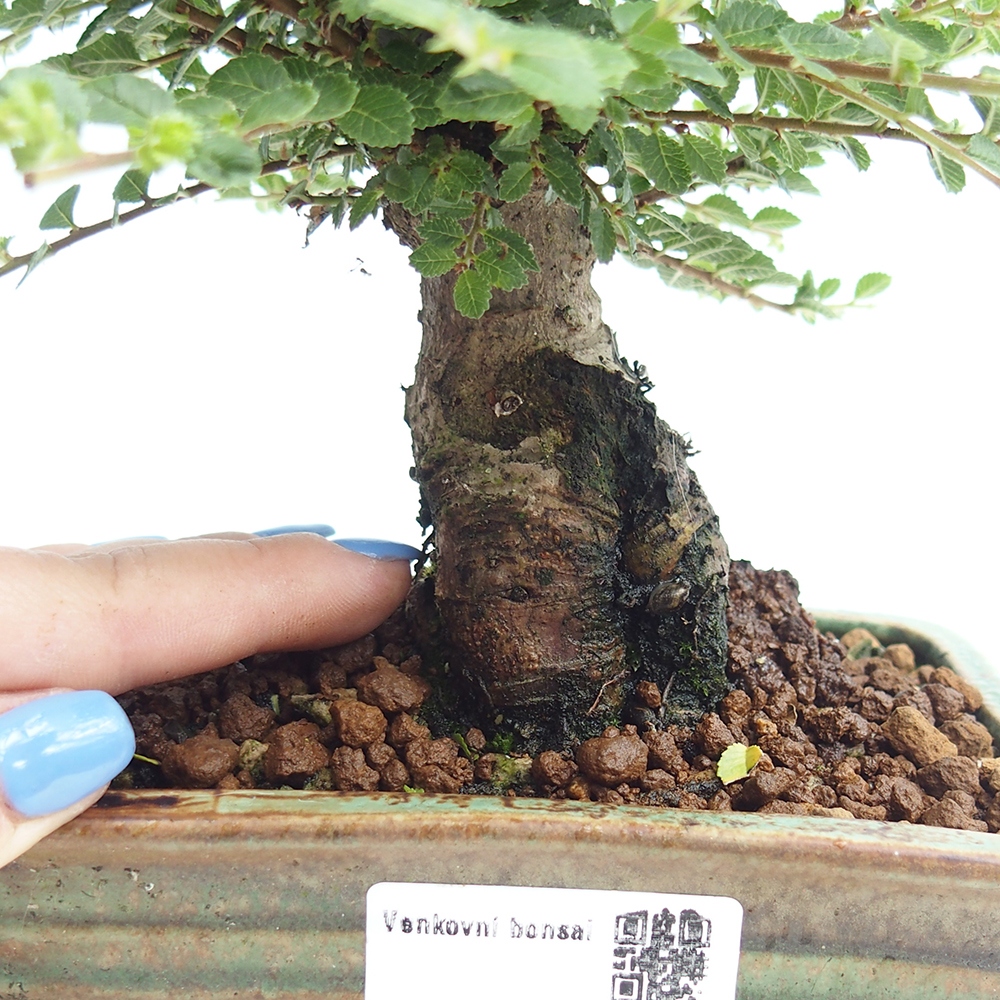 Vonkajší bonsai - Ulmus parvifolia Hokkaido - brest Čínsky
