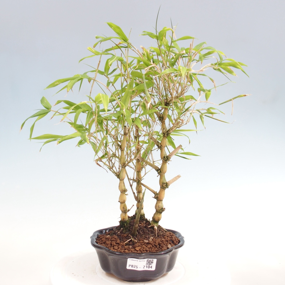Izbová bonsai - Bambus budha-Bambus budhovo brucho