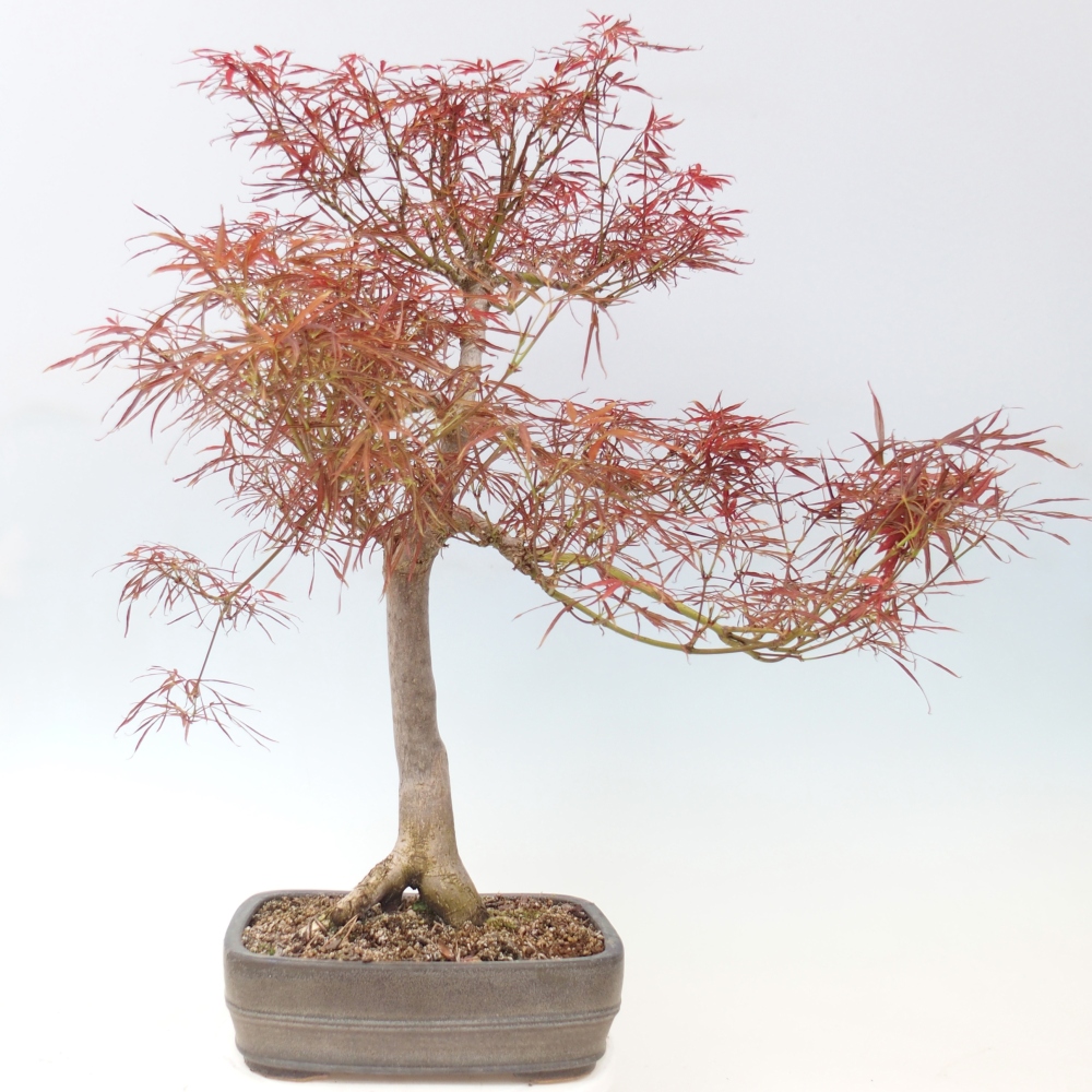 Vonkajší bonsaj - Acer palmatum RED PYGMY