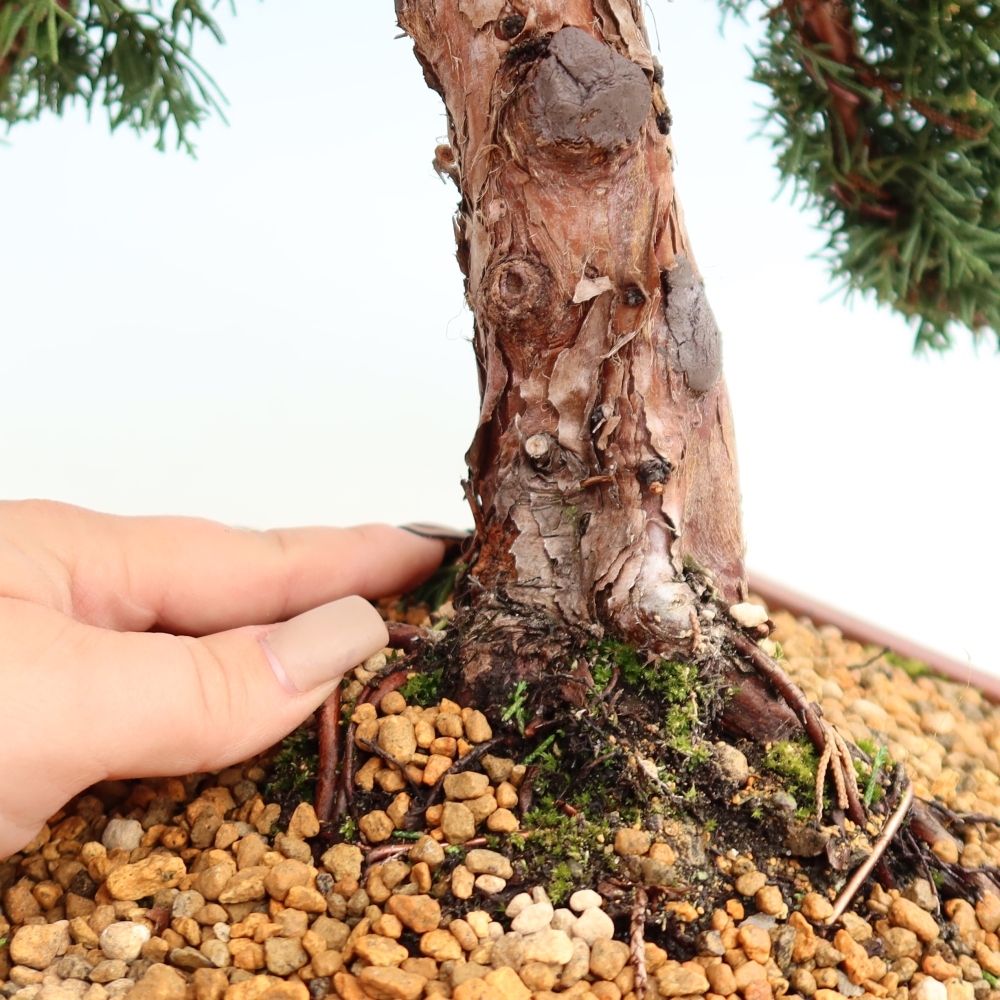 Vonkajší bonsaj - Juniperus chinensis Kishu