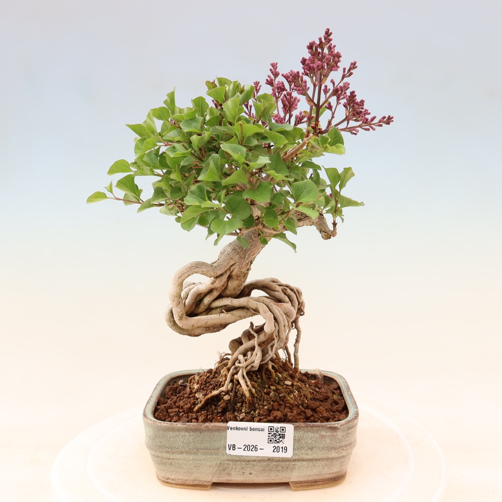 Vonkajší bonsaj - Syringa microphylla - drobnokvetý šeřík