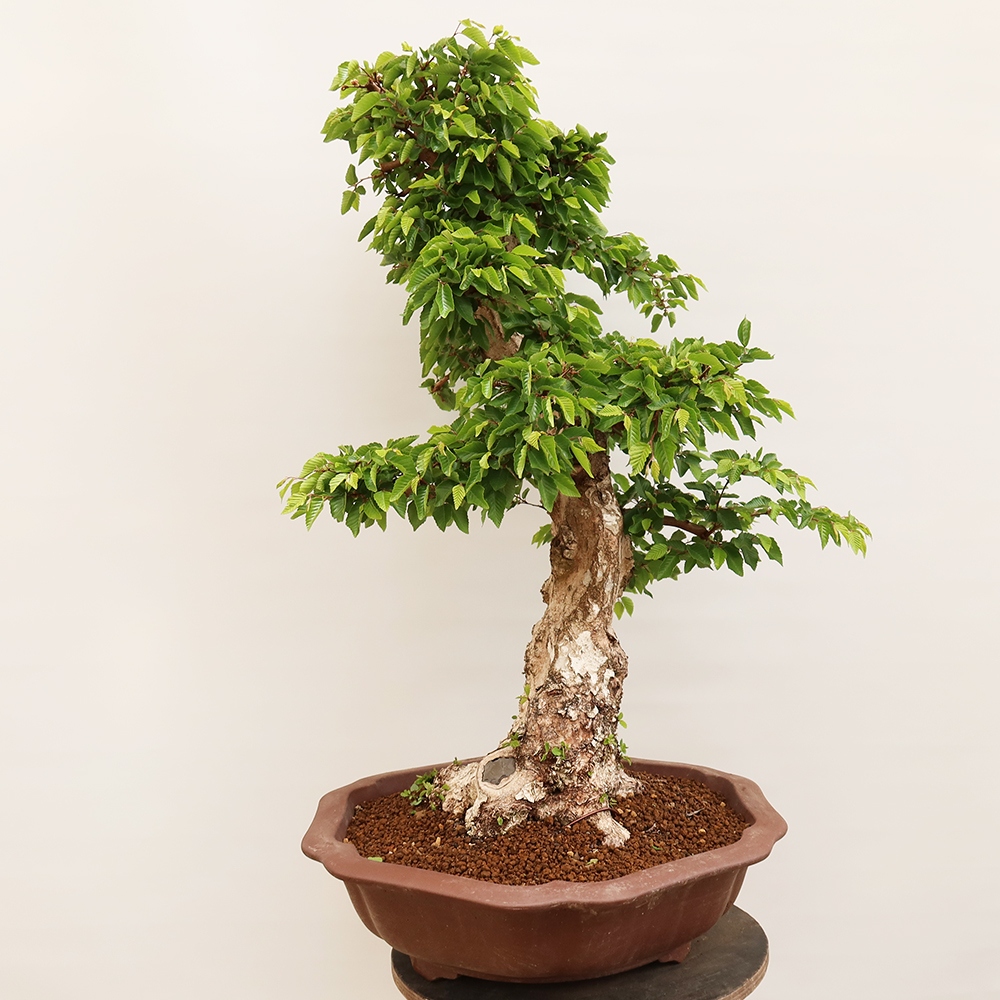 Vonkajší bonsai -Carpinus Coreana - Hrab kórejský