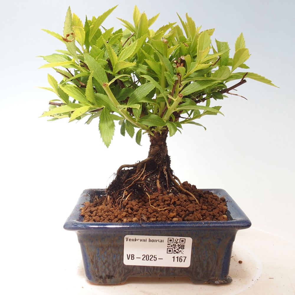 Vonkajší bonsai -malolistý tavoľník - Spirea japonica GENPSI